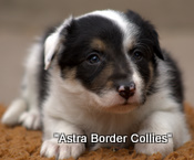 Jess pup number 6, Tricolour border collie puppy